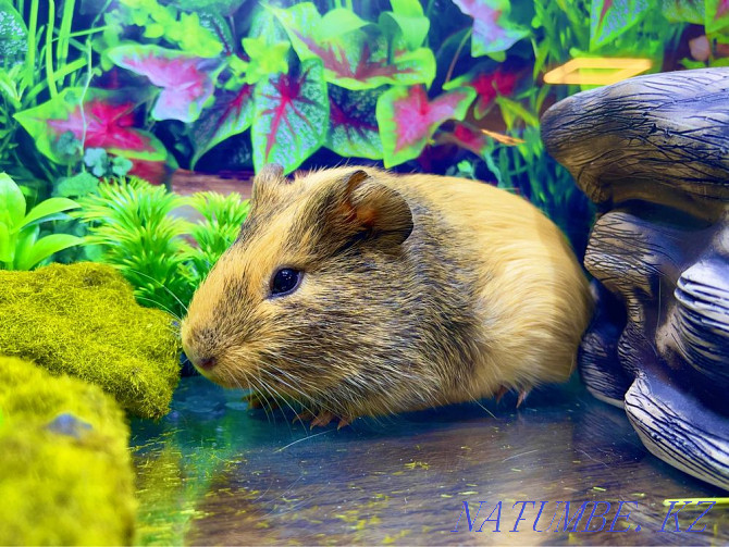 Guinea pigs in the pet store "LIVOY WORLD" Almaty - photo 1