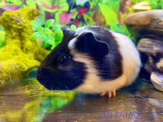 Guinea pigs in the pet store "LIVOY WORLD" Almaty - photo 3