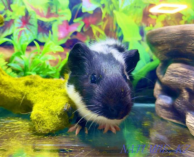 Guinea pigs in the pet store "LIVOY WORLD" Almaty - photo 4