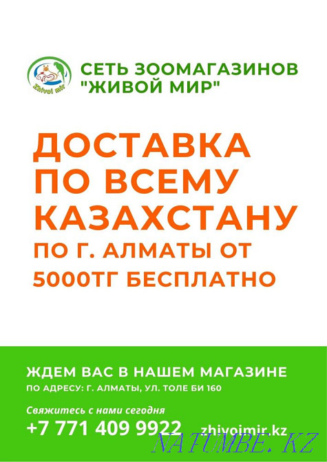 Морские свинки в зоомагазине "ЖИВОЙ МИР" Алматы - изображение 5