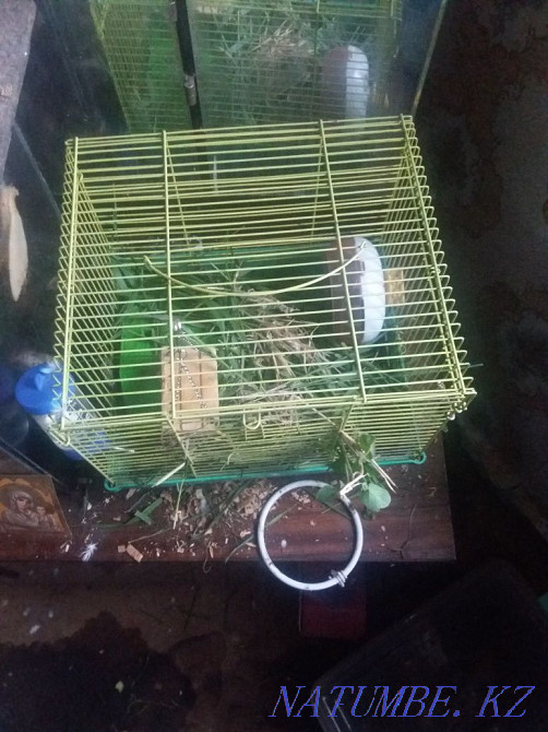 I will sell a budgerigar and a family of jungars  - photo 2