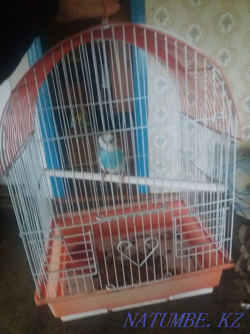 I will sell a budgerigar and a family of jungars  - photo 1