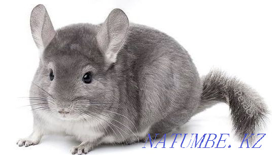 Chinchilla 3.5 months Shymkent - photo 2