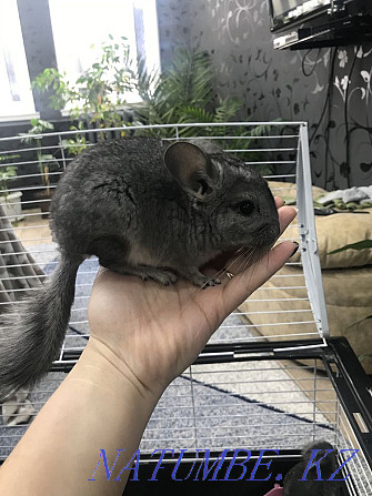 Chinchilla 3.5 months Shymkent - photo 1