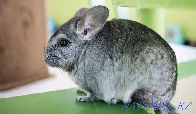 Chinchilla color standard Shymkent - photo 3