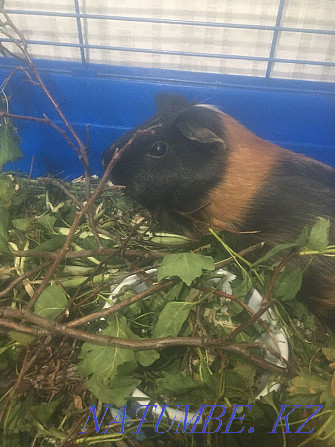 Guinea pig Karagandy - photo 1