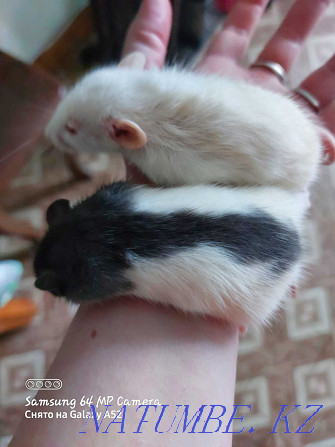 Baby rats for sale, 4 left Petropavlovsk - photo 1