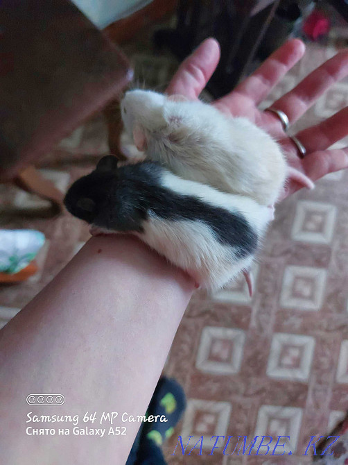 Baby rats for sale, 4 left Petropavlovsk - photo 2