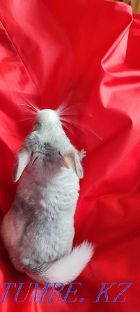 I will sell chinchilla Urochishche Talgarbaytuma - photo 7