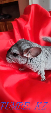 I will sell chinchilla Urochishche Talgarbaytuma - photo 2