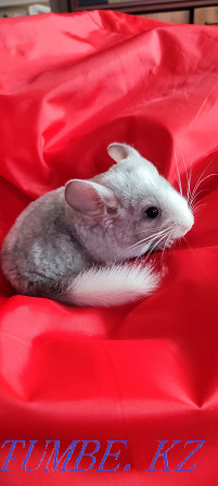 I will sell chinchilla Urochishche Talgarbaytuma - photo 3