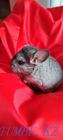 I will sell chinchilla Urochishche Talgarbaytuma - photo 4