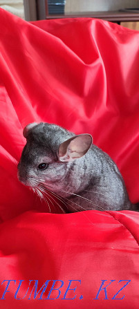 I will sell chinchilla Urochishche Talgarbaytuma - photo 8