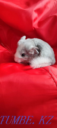 I will sell chinchilla Urochishche Talgarbaytuma - photo 5