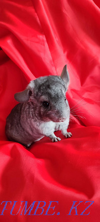 I will sell chinchilla Urochishche Talgarbaytuma - photo 6