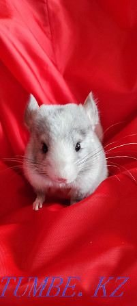 I will sell chinchilla Urochishche Talgarbaytuma - photo 1