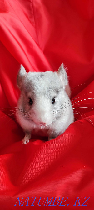 Продам шиншиллят Талгар - изображение 1