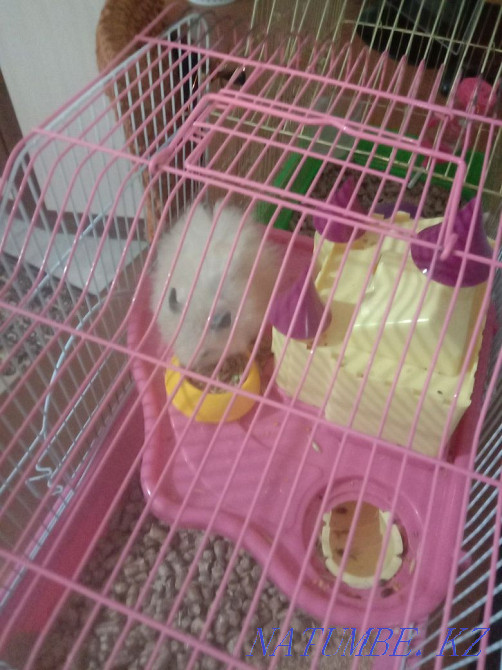 Hamster with cage for sale. Aqsu - photo 1