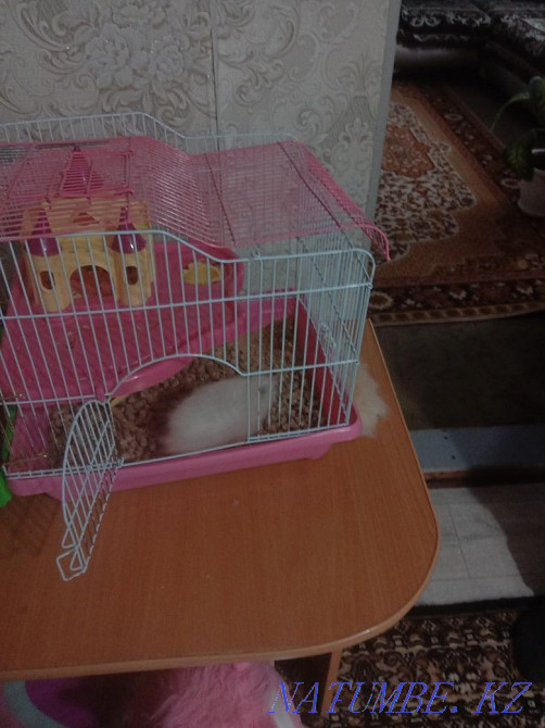 Hamster with cage for sale. Aqsu - photo 3