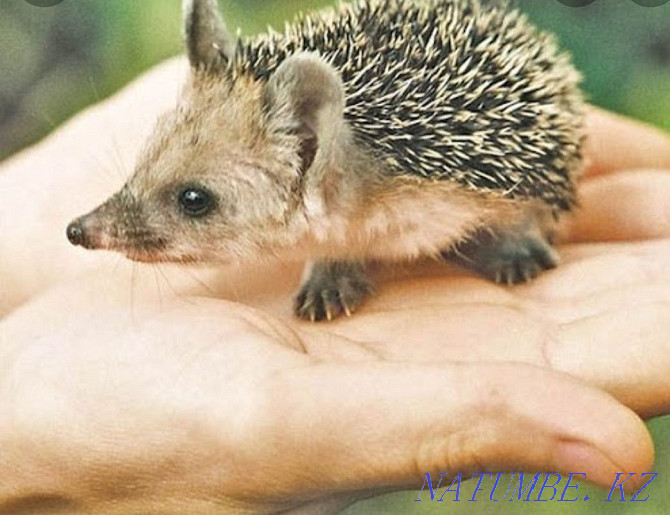 forest eared hedgehog Almaty - photo 1