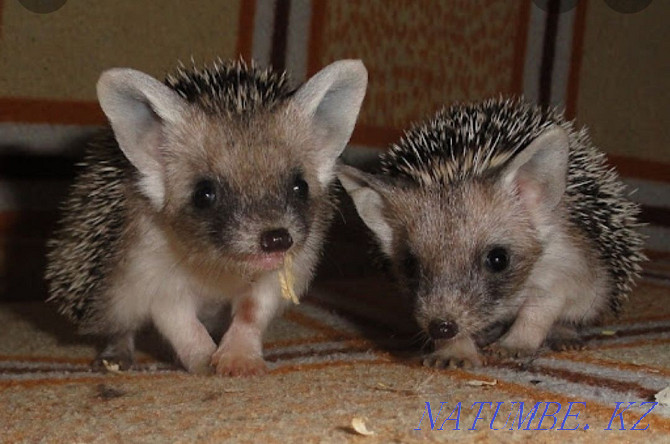 forest eared hedgehog Almaty - photo 5