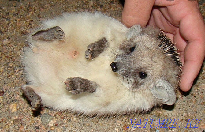 forest eared hedgehog Almaty - photo 3