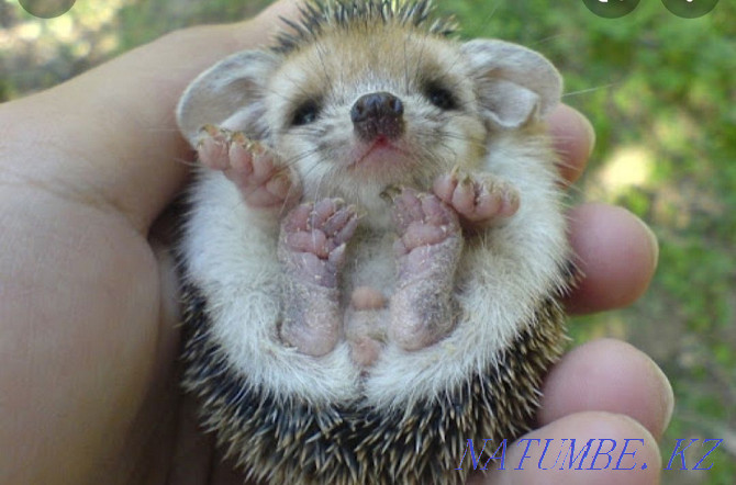 forest eared hedgehog Almaty - photo 4