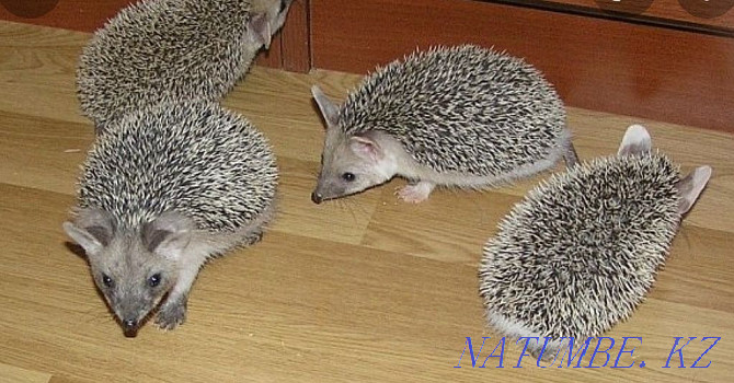 forest eared hedgehog Almaty - photo 2