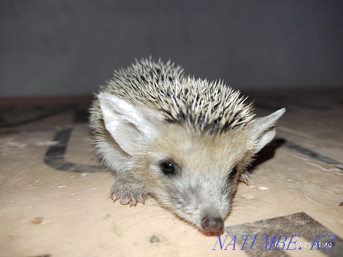 forest eared hedgehog Almaty - photo 8