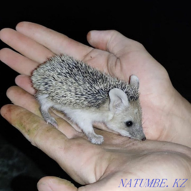 forest eared hedgehog Almaty - photo 7