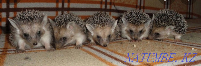 forest eared hedgehog Almaty - photo 6