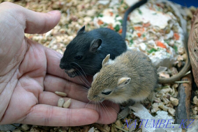 Mongolian gerbils for sale Aqsu - photo 1