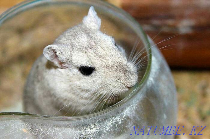 Mongolian gerbils for sale Aqsu - photo 2