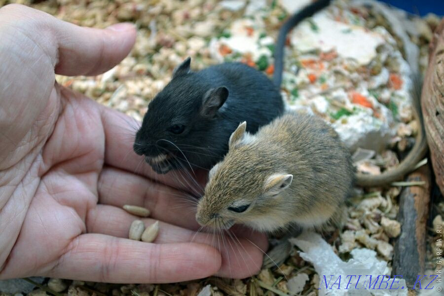 Продам монгольских песчанок Аксу - изображение 1