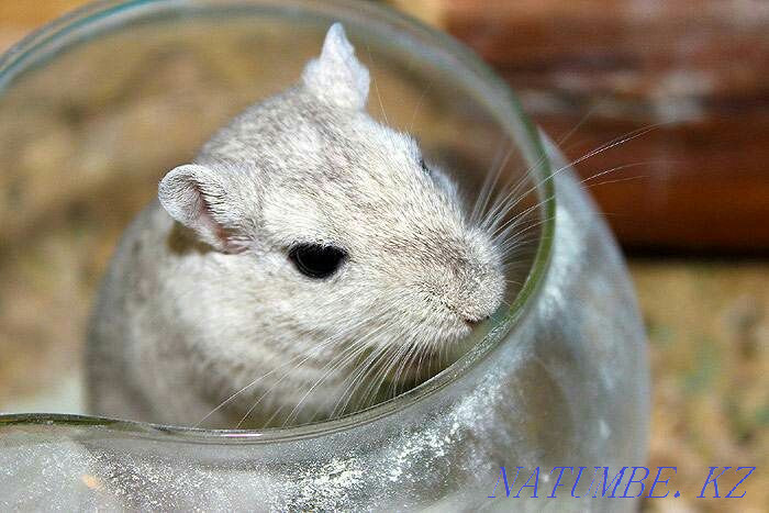 Продам монгольских песчанок Аксу - изображение 2