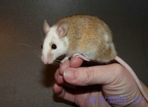 Mastomys or multi-nipple rat Aqsu - photo 1