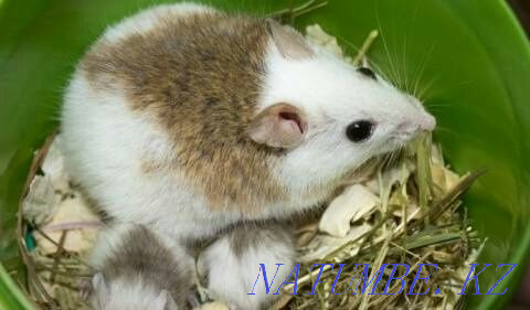 Mastomys or multi-nipple rat Aqsu - photo 2