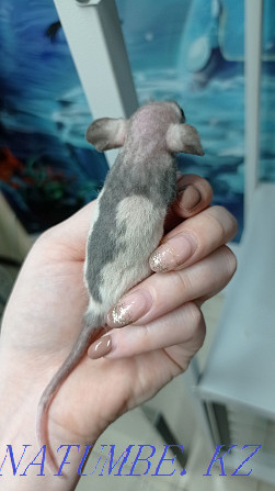 Крысы крысята Дамбо сфинкс Астана - изображение 4
