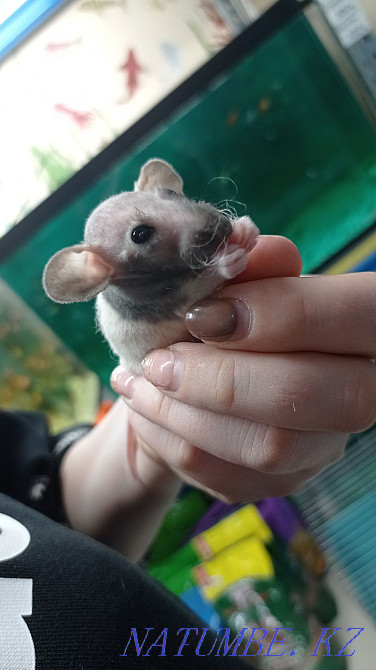 Rats baby rats Dumbo sphinx Astana - photo 5