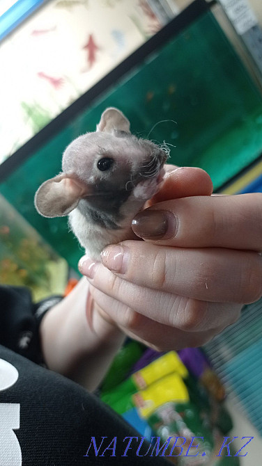 Rats baby rats Dumbo sphinx Astana - photo 7