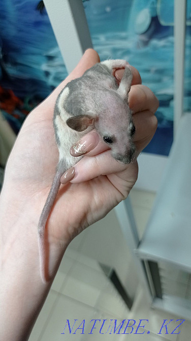 Rats baby rats Dumbo sphinx Astana - photo 2