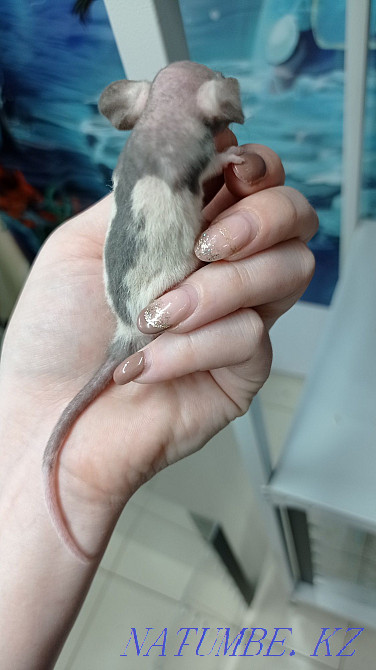 Rats baby rats Dumbo sphinx Astana - photo 3