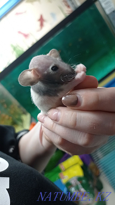 Rats baby rats Dumbo sphinx Astana - photo 6