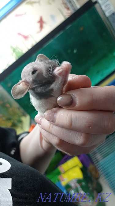 Rats baby rats Dumbo sphinx Astana - photo 1