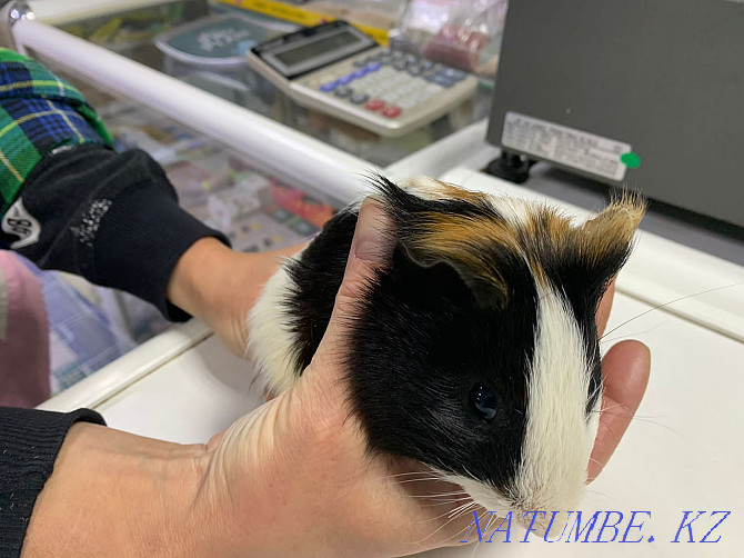 young guinea pig Almaty - photo 2