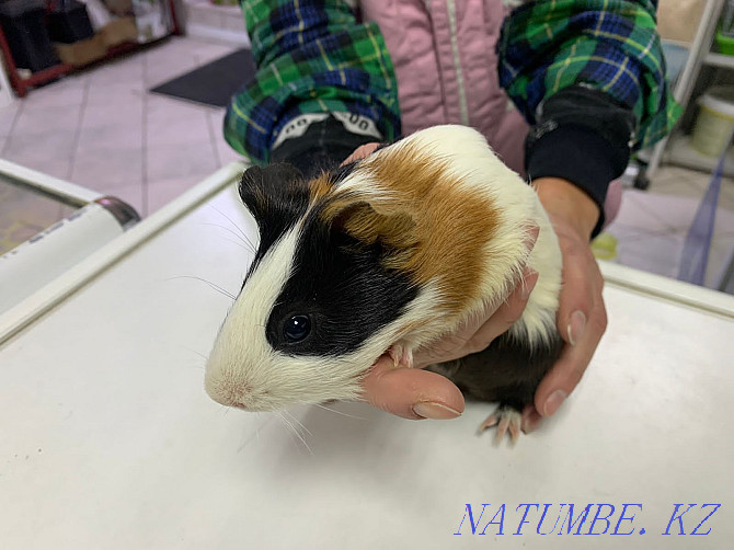 young guinea pig Almaty - photo 1