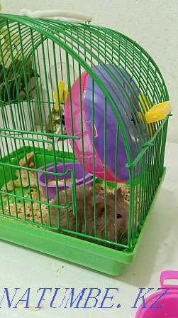 Hamster thoroughbred Aqtobe - photo 4