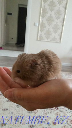 Hamster thoroughbred Aqtobe - photo 1