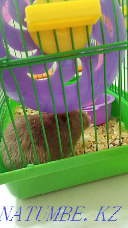 Hamster thoroughbred Aqtobe - photo 3