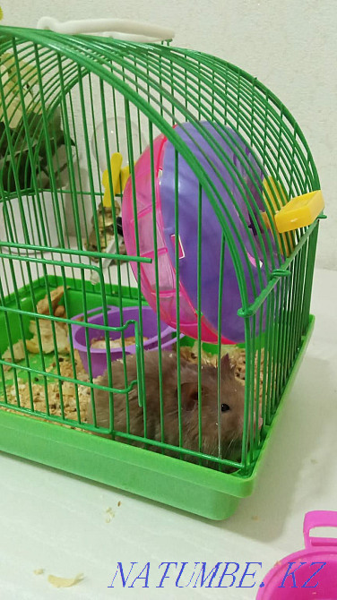 Hamster thoroughbred Aqtobe - photo 4